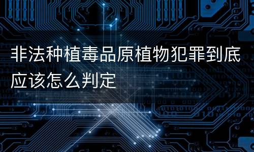 非法种植毒品原植物犯罪到底应该怎么判定