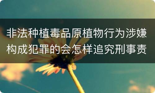非法种植毒品原植物行为涉嫌构成犯罪的会怎样追究刑事责任