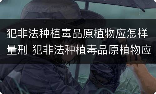 犯非法种植毒品原植物应怎样量刑 犯非法种植毒品原植物应怎样量刑呢