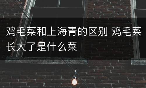 鸡毛菜和上海青的区别 鸡毛菜长大了是什么菜