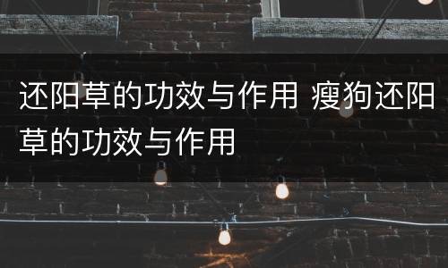 还阳草的功效与作用 瘦狗还阳草的功效与作用