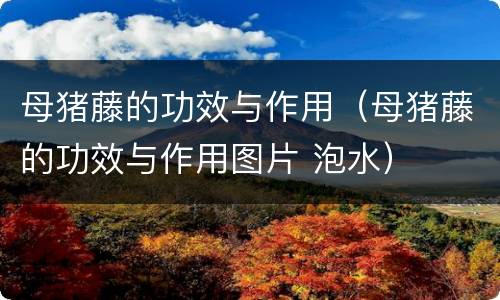 母猪藤的功效与作用（母猪藤的功效与作用图片 泡水）