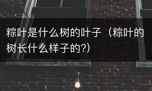 粽叶是什么树的叶子（粽叶的树长什么样子的?）