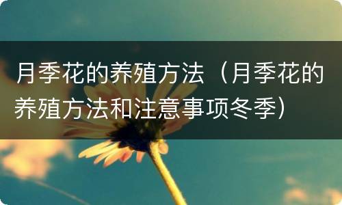 月季花的养殖方法（月季花的养殖方法和注意事项冬季）