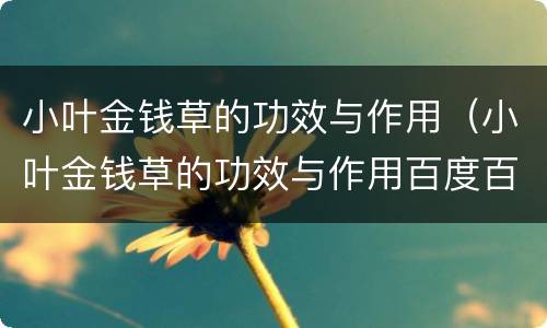小叶金钱草的功效与作用（小叶金钱草的功效与作用百度百科）