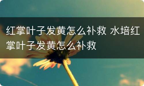 红掌叶子发黄怎么补救 水培红掌叶子发黄怎么补救