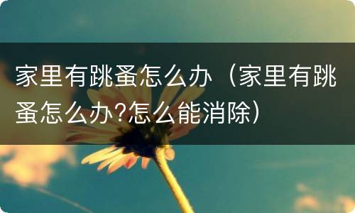 家里有跳蚤怎么办（家里有跳蚤怎么办?怎么能消除）