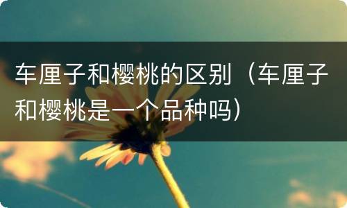 车厘子和樱桃的区别（车厘子和樱桃是一个品种吗）