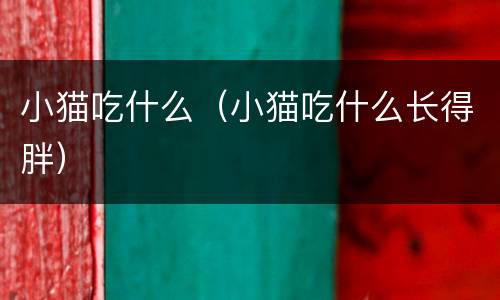 小猫吃什么（小猫吃什么长得胖）