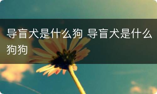 导盲犬是什么狗 导盲犬是什么狗狗