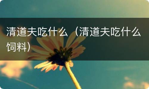 清道夫吃什么（清道夫吃什么饲料）