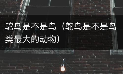 鸵鸟是不是鸟（鸵鸟是不是鸟类最大的动物）