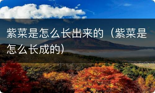 紫菜是怎么长出来的（紫菜是怎么长成的）