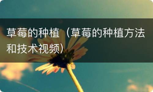 草莓的种植（草莓的种植方法和技术视频）