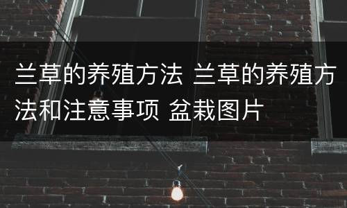 兰草的养殖方法 兰草的养殖方法和注意事项 盆栽图片