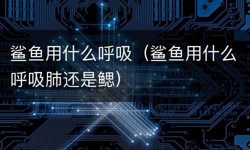 鲨鱼用什么呼吸（鲨鱼用什么呼吸肺还是鳃）