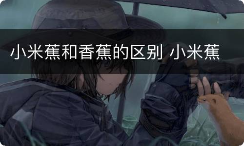 小米蕉和香蕉的区别 小米蕉