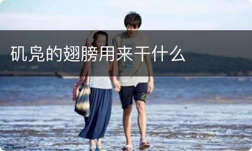 矶凫的翅膀用来干什么