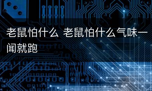 老鼠怕什么 老鼠怕什么气味一闻就跑