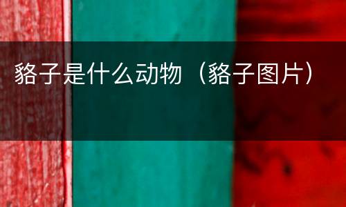 貉子是什么动物（貉子图片）