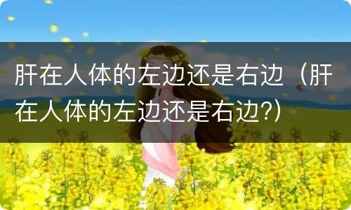 肝在人体的左边还是右边（肝在人体的左边还是右边?）