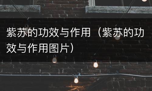 紫苏的功效与作用（紫苏的功效与作用图片）