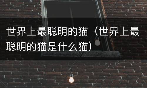 世界上最聪明的猫（世界上最聪明的猫是什么猫）
