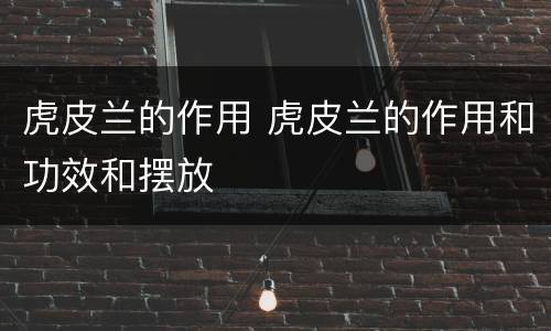 虎皮兰的作用 虎皮兰的作用和功效和摆放