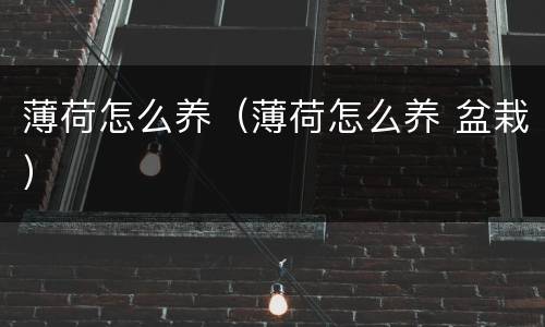 薄荷怎么养（薄荷怎么养 盆栽）