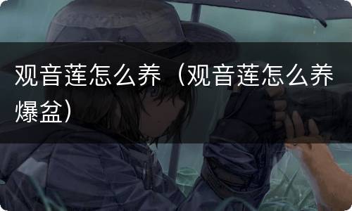 观音莲怎么养（观音莲怎么养爆盆）
