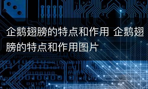 企鹅翅膀的特点和作用 企鹅翅膀的特点和作用图片