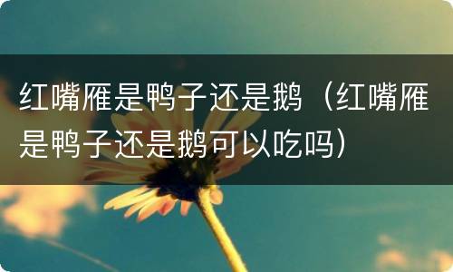 红嘴雁是鸭子还是鹅（红嘴雁是鸭子还是鹅可以吃吗）