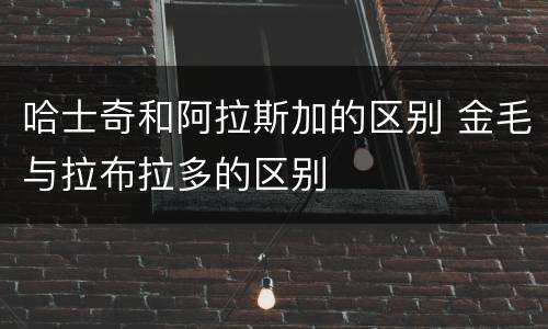 哈士奇和阿拉斯加的区别 金毛与拉布拉多的区别