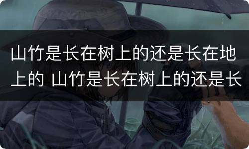 山竹是长在树上的还是长在地上的 山竹是长在树上的还是长在地上的呢
