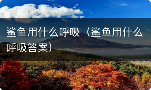 鲨鱼用什么呼吸（鲨鱼用什么呼吸答案）