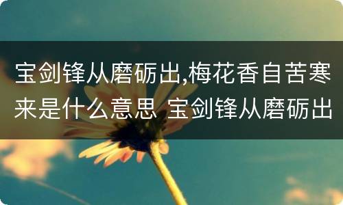 宝剑锋从磨砺出,梅花香自苦寒来是什么意思 宝剑锋从磨砺出,梅花香自苦寒来的含义
