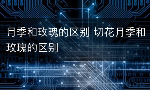 月季和玫瑰的区别 切花月季和玫瑰的区别