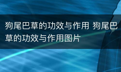 狗尾巴草的功效与作用 狗尾巴草的功效与作用图片