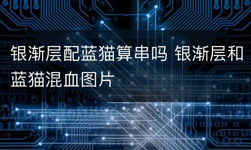 银渐层配蓝猫算串吗 银渐层和蓝猫混血图片