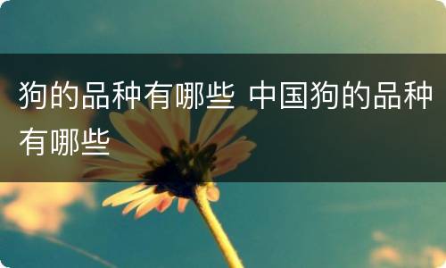 狗的品种有哪些 中国狗的品种有哪些
