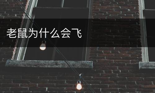 老鼠为什么会飞