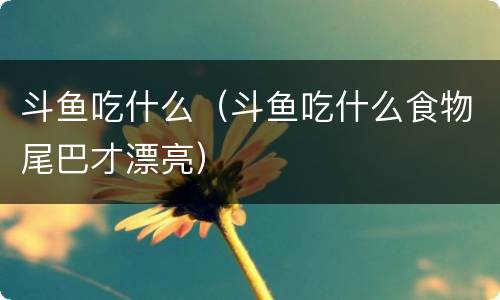 斗鱼吃什么（斗鱼吃什么食物尾巴才漂亮）