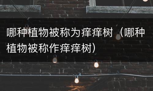 哪种植物被称为痒痒树（哪种植物被称作痒痒树）