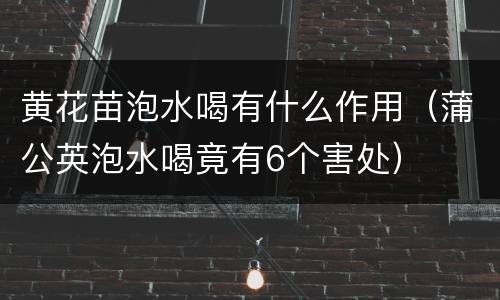 黄花苗泡水喝有什么作用（蒲公英泡水喝竟有6个害处）