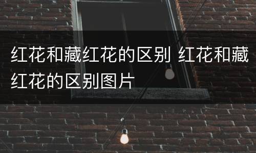 红花和藏红花的区别 红花和藏红花的区别图片