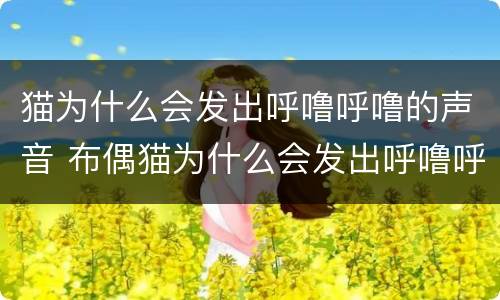 猫为什么会发出呼噜呼噜的声音 布偶猫为什么会发出呼噜呼噜的声音