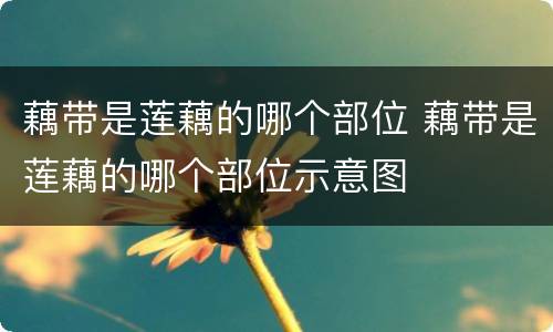 藕带是莲藕的哪个部位 藕带是莲藕的哪个部位示意图