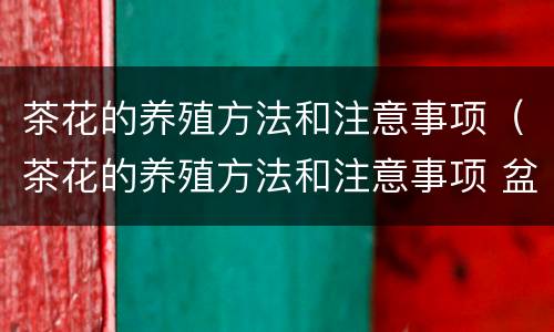 茶花的养殖方法和注意事项（茶花的养殖方法和注意事项 盆栽视频）