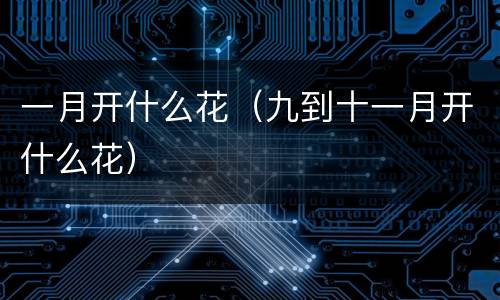 一月开什么花（九到十一月开什么花）