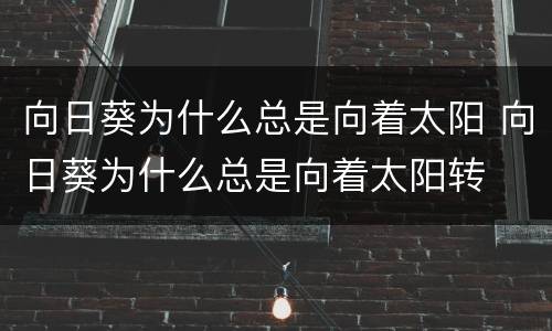 向日葵为什么总是向着太阳 向日葵为什么总是向着太阳转